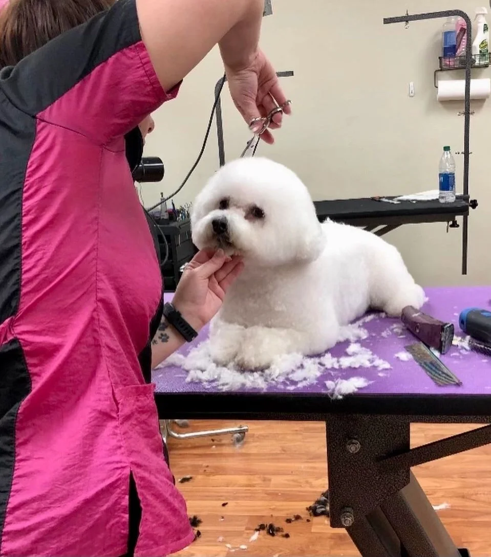 A groomer scissoring a white Bichon on the grooming table at Pawms
