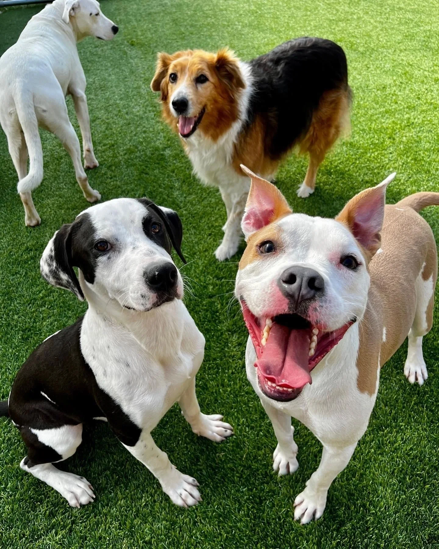 Dogs at play in the Pawms yards