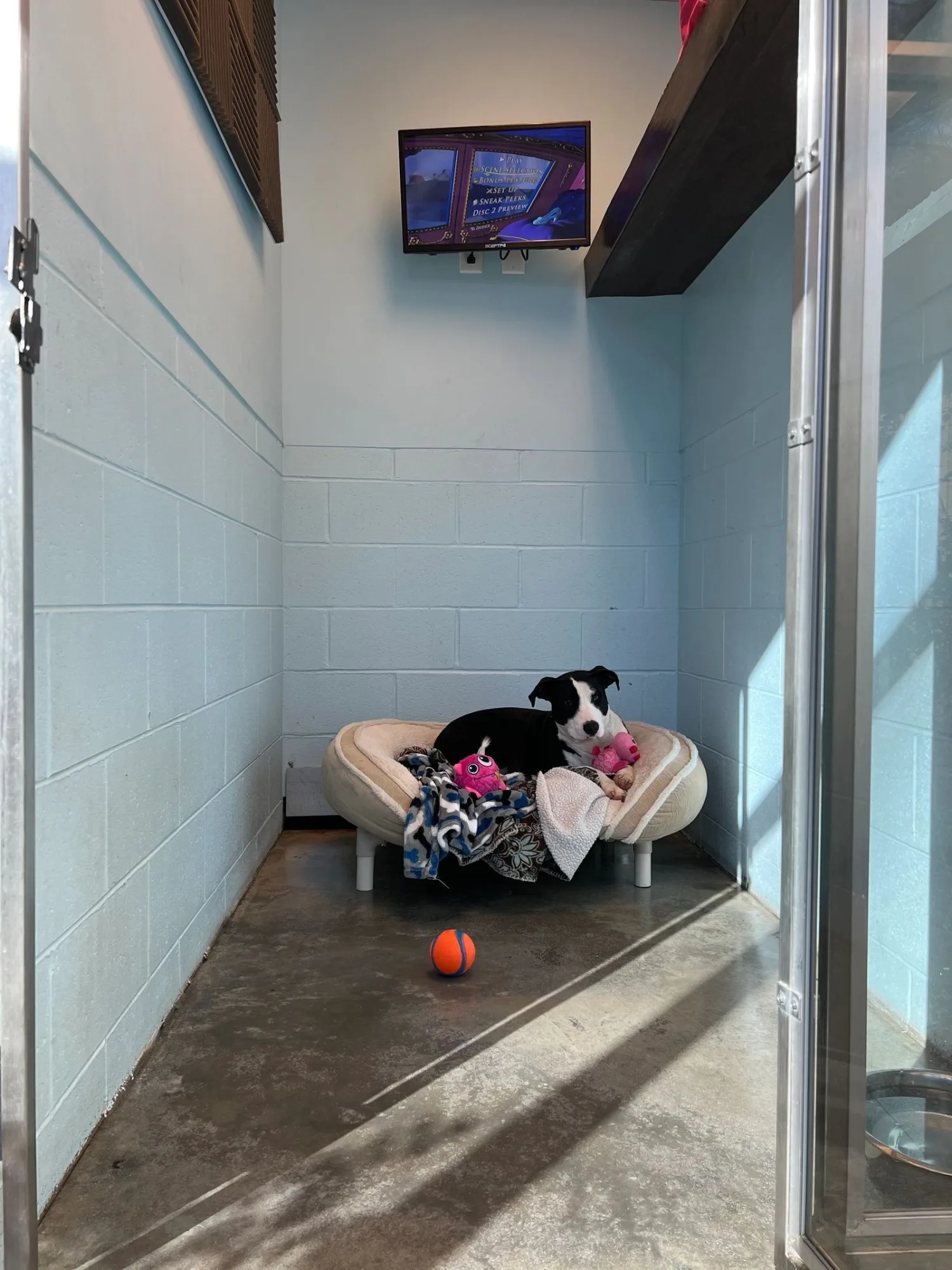 A dog resting on a raised bed in a Pawms luxury suite, with a mounted TV on the wall